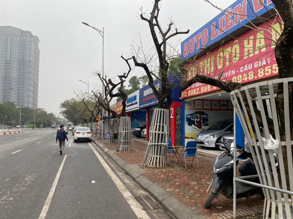 Death of sua trees in Hanoi sparks public concern