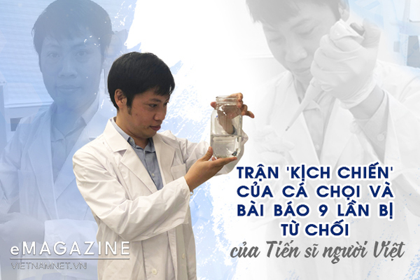 Trận 'kịch chiến' của cá chọi và bài báo 9 lần bị từ chối của TS người Việt