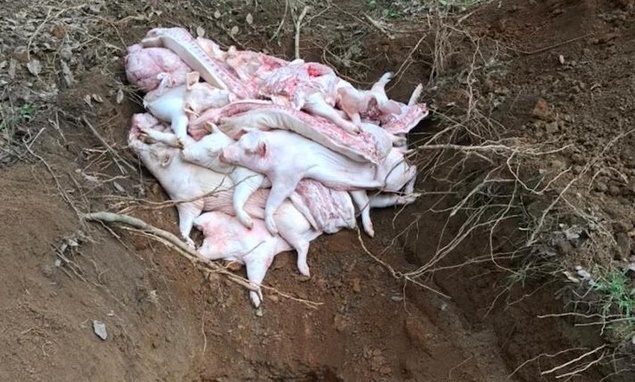 Yêu cầu công khai danh sách các cơ sở buôn bán, giết mổ lợn bệnh, lợn chết