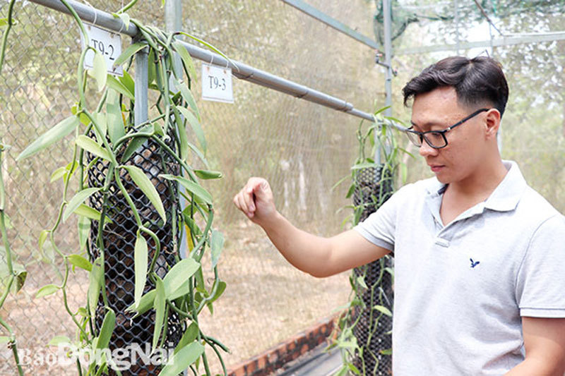 Kỹ sư xây dựng mạo hiểm trồng loại cây cho gia vị đắt đỏ hàng đầu thế giới, giá cả chục triệu đồng/kg