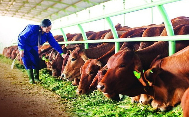 Những 'đại gia' đột ngột chuyển sang nuôi bò