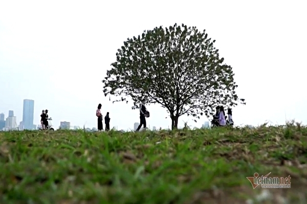 Cây cô đơn của những kẻ mộng mơ ở nơi 'tình' nhất Hà Nội