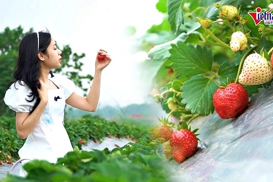 Tự tay hái quả ở vườn dâu 40.000 cây chín mọng giữa Hà Nội