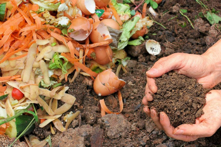 8X Quảng Ngãi dùng chiêu 'đổi rác lấy rau' để trồng vườn cây 5.000m2