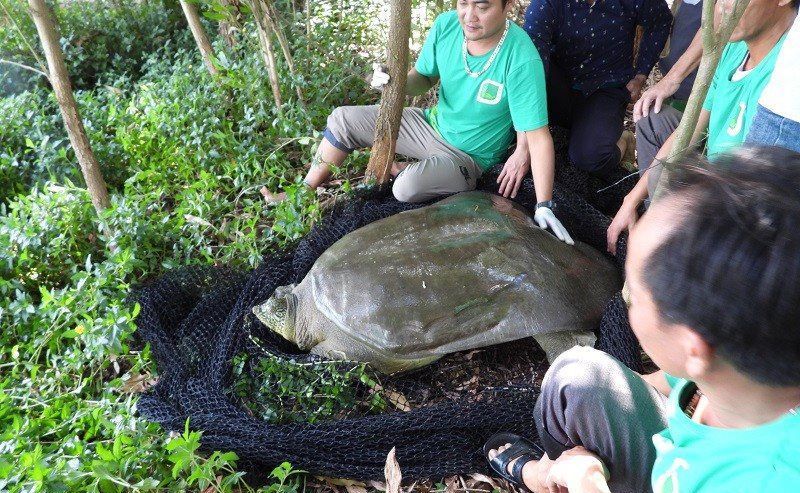 hoan kiem turtle