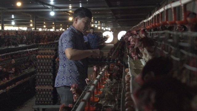 'Đại gia lò gạch' ở Hải Dương bỏ nghề, cầm cả ống bơ vàng đi đầu tư nuôi gà