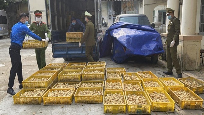 Lạng Sơn: 20.000 con gia cầm giống nhập lậu bị tiêu hủy