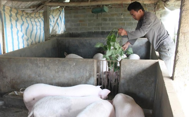 Chăn nuôi gia súc theo hướng an toàn sinh học, người chăn nuôi ở Yên Bái bớt lo dịch lở mồm long móng