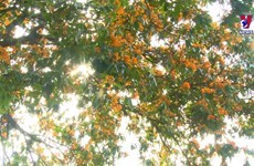 Unique Ri Rung flowers blooming in Da Nang