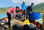 Coral population remains well protected off Cham Island