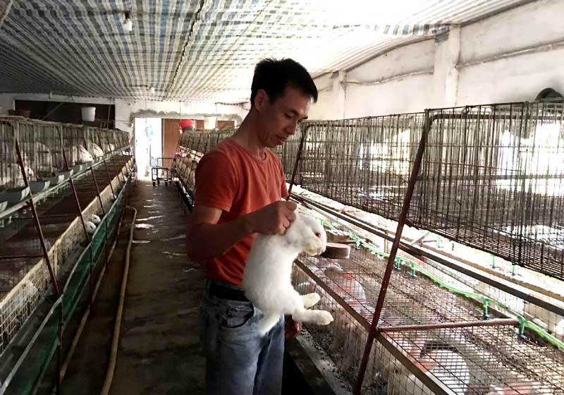 Bỏ việc nhà nước về nuôi thỏ: Bán thẳng qua Nhật, thu tiền tỷ mỗi năm