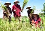 Hoi An farmers earn high income from buffalo tour