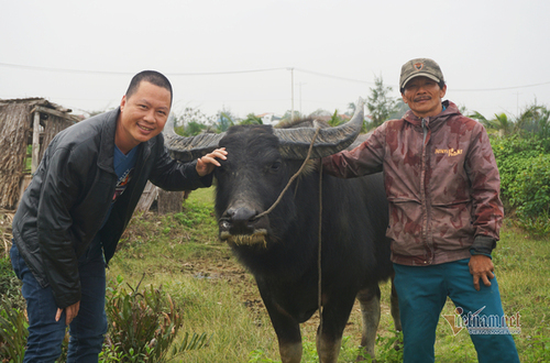 Hoi An farmers earn high income from buffalo tour