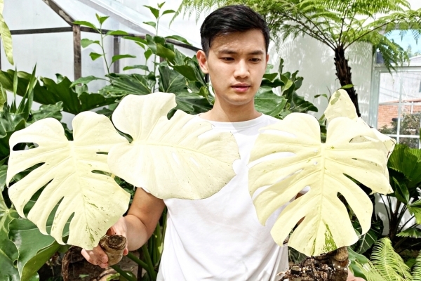 Trăm triệu đến nửa tỷ đồng 1 chiếc lá cảnh, thú lạ của dân chơi TP.HCM