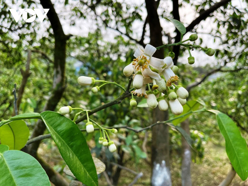 Bưởi cổ thụ cho thu nhập tiền tỷ mỗi năm