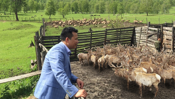 Trang trại nuôi hươu bán hoang dã của doanh nghiệp Việt ở Siberia – Liên bang Nga