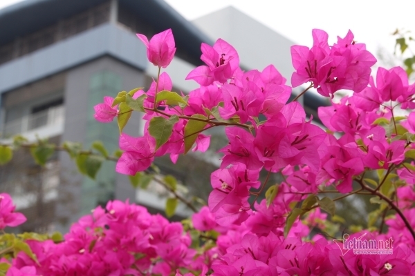 Họp lớp hủy hoại gia đình tôi