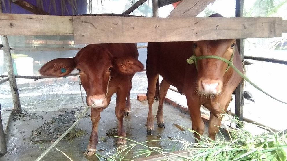 Vĩnh Long chi hơn 30 tỉ đồng phòng, chống bệnh lở mồm long móng