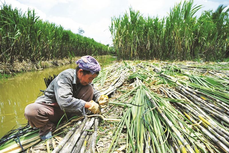 Nghịch lý Việt Nam: Đứng Top đầu thế giới nhưng thua lỗ, đóng cửa hàng loạt