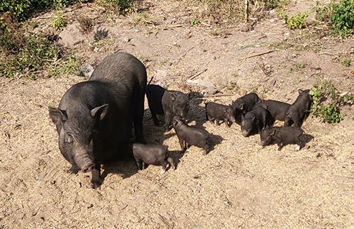 Bình Thuận thành công với mô hình chăn nuôi lợn cỏ an toàn dịch bệnh
