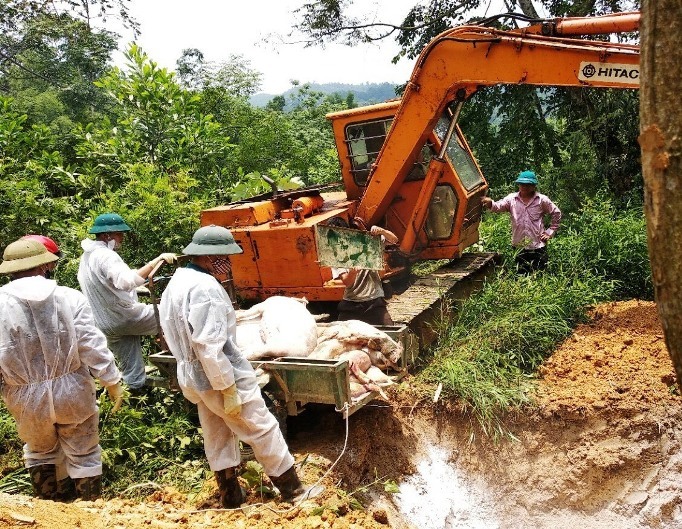 Bắc Kạn tăng cường phòng, chống dịch bệnh trên đàn gia súc để bà con yên tâm tái đàn