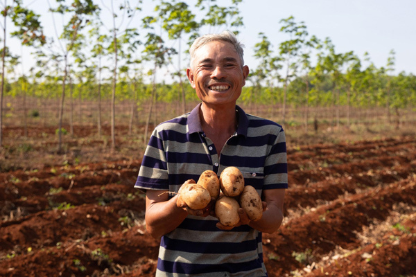 Nông dân Gia Lai phấn khởi vì được mùa khoai tây