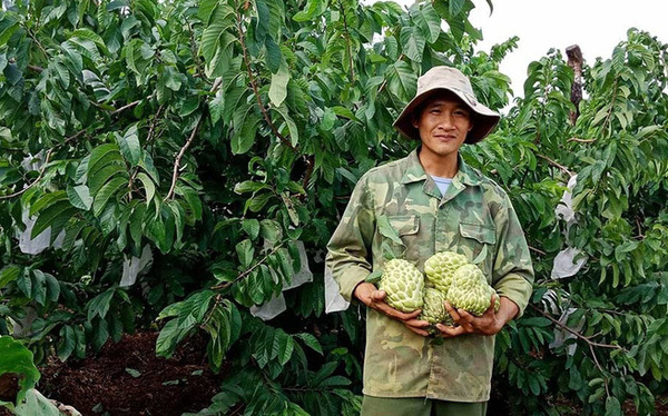 100.000 đồng một quả mãng cầu hoàng hậu Thái Lan khổng lồ, nông dân hồ hởi làm giàu