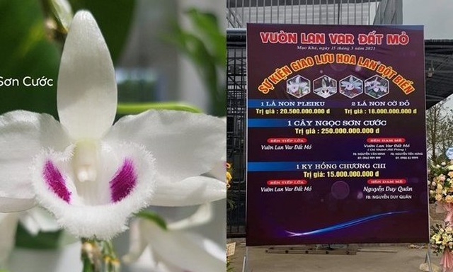 Hoa lan 'đột biến' trăm tỷ đồng: Kẽ hở pháp luật hay chiêu trò lách thuế?