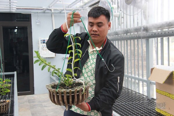Gardener confirms mutant orchid transaction, promises to pay tax