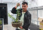 Gardener confirms mutant orchid transaction, promises to pay tax