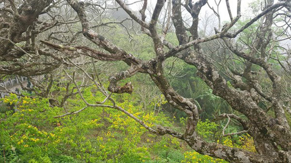 Majestic beauty of Sacred Yen Tu Mountain