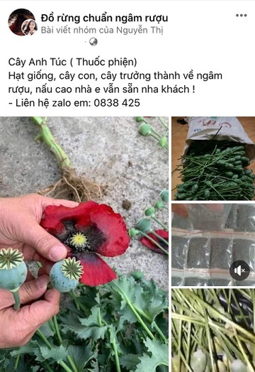 Rao Bán Quả Cây Thuốc Phiện Trên Mạng