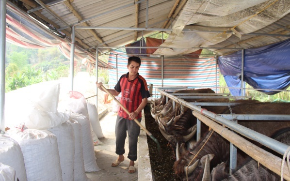 Đẩy mạnh liên kết chăn nuôi trâu, bò an toàn sinh học ở Thượng Giáo