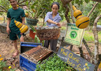 Farm offers fresh look at life of bees