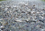 Kỳ lạ hàng nghìn con cá tra kéo đến 'nương nhờ' nhà dân và chỉ ăn chay