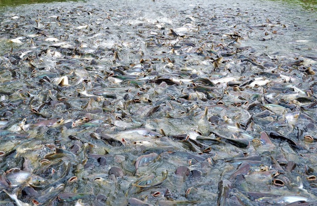 Kỳ lạ hàng nghìn con cá tra kéo đến 'nương nhờ' nhà dân và chỉ ăn chay