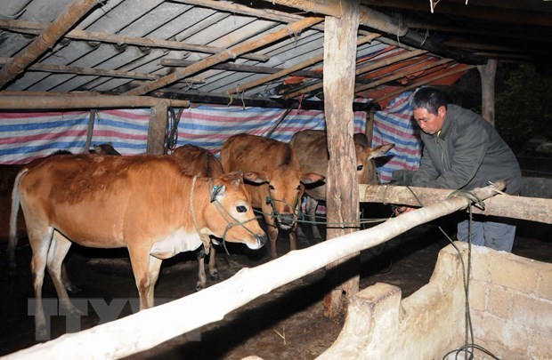 Hữu Lũng tiêm phòng vaccine lở mồm long móng đợt 2 cho hơn 10 nghìn con trâu, bò