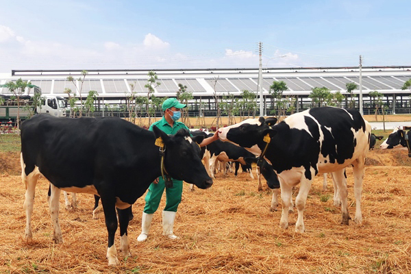 Vinamilk nhập hơn 2.100 bò sữa HF thuần chủng từ Mỹ