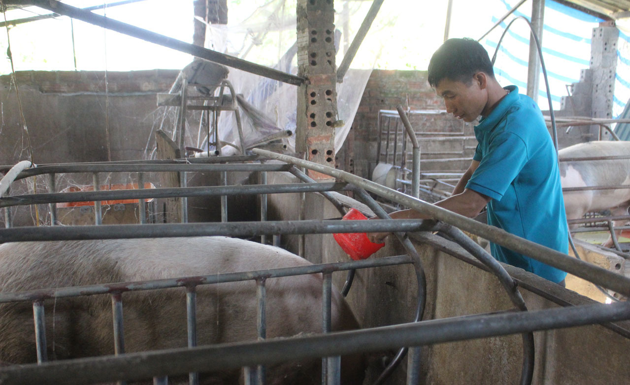 Huyện Tam Đường thường xuyên tập huấn, nâng cao kỹ năng chăm sóc, phát triển đàn lợn an toàn dịch bệnh