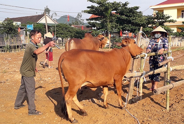 Quảng Bình triển khai các giải pháp phòng, chống dịch bệnh cho gia súc