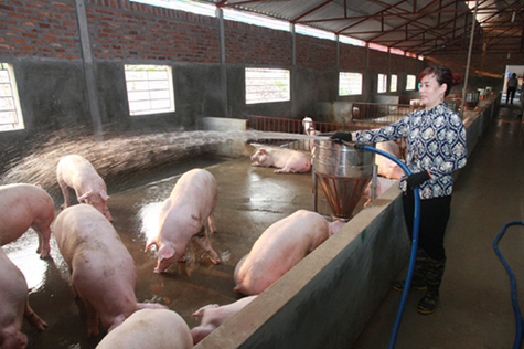 An Lão: Đẩy nhanh tiêm vắc-xin phòng bệnh lở mồm long móng cho gia súc