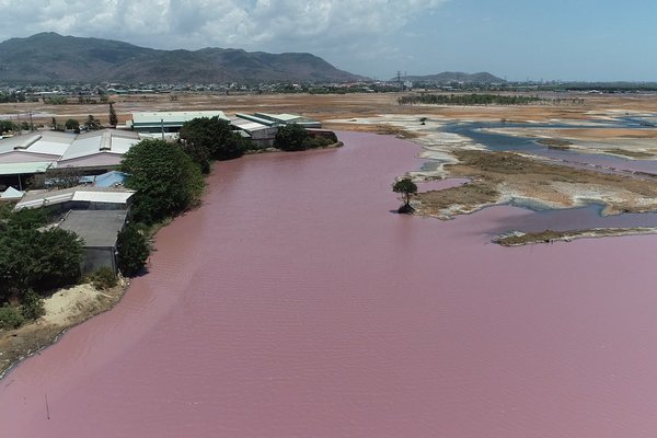 Đầm chứa nước xuất hiện màu tím, nghi do xả thải gây ô nhiễm ở Vũng Tàu