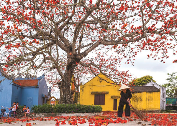 Red cotton flowers in full bloom