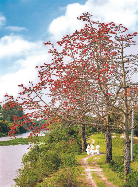 Red cotton flowers in full bloom