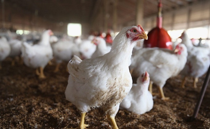 Thăng Bình dốc toàn lực dập dịch cúm A/H5N6