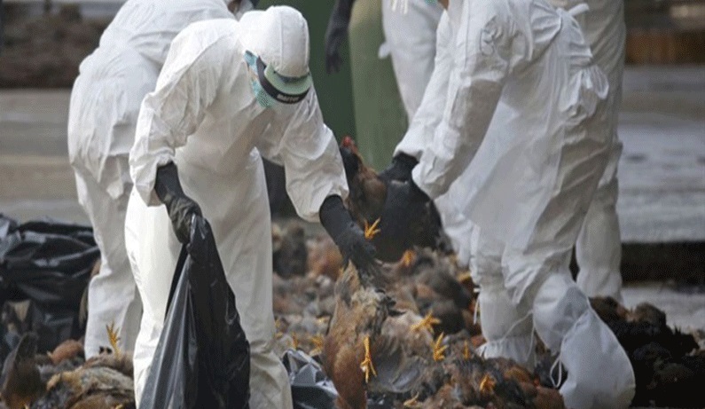 Huyện Phú Ninh tiêu hủy 2.400 con gà mắc cúm A/H5N6