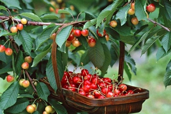 Ăn loại quả nhỏ xinh để ngăn ngừa tiểu đường, giúp ngủ ngon