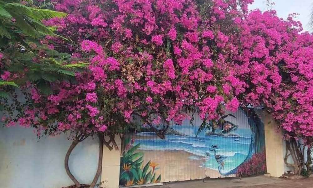 Bắt kẻ cưa trộm gốc hoa giấy cổ thụ ở TP Vũng Tàu