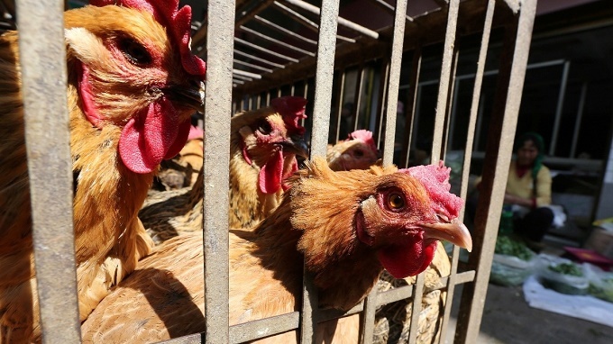 Cúm gia cầm: Nghệ An quyết không để dịch lan rộng