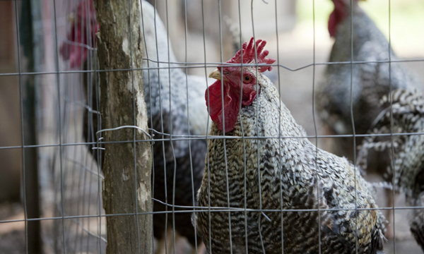 Lo ngại cúm gia cầm, người chăn nuôi Phú Bình dè dặt tái đàn